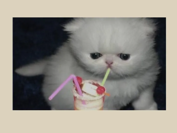 Infinite cats screenshot 1