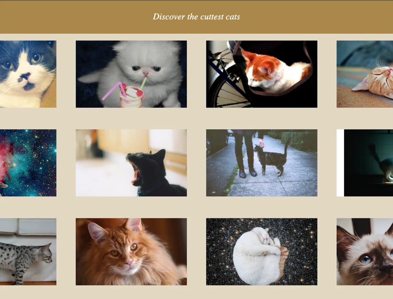 Infinite cats screenshot 2