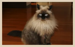 Infinite cats screenshot 3
