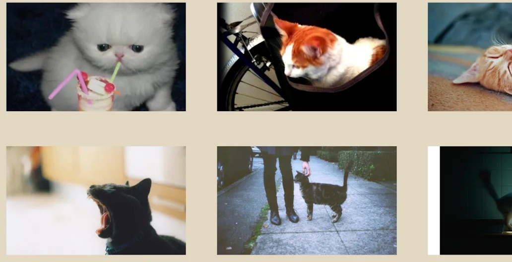 Infinite cats